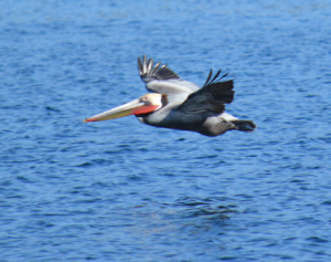 voyager-pelican