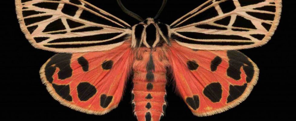 Virgin Tiger Moth (8197 - Grammia virgo)